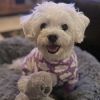 CuddlePup Dog Pajamas - Fluffy Clouds